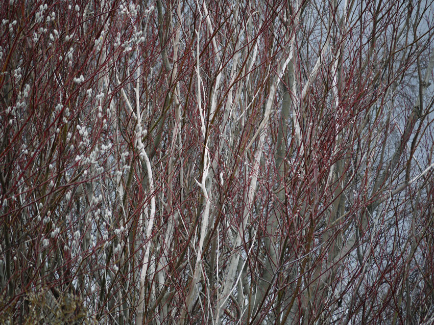 Birch and willow05.jpg